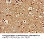 ATG13 Antibody
