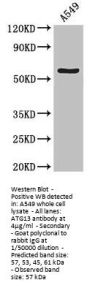 ATG13 Antibody