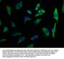 TMEM131L Antibody