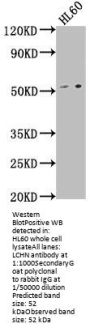 LCHN Antibody