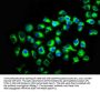 KIR2DL2 Antibody