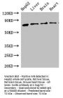 KLKB1 Antibody