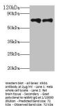 Klkb1 Antibody