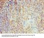 KPNA1 Antibody