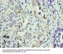 KPNA1 Antibody