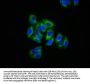KRIT1 Antibody