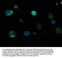 KRT16 Antibody