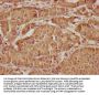 KRT20 Antibody