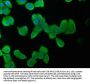 KRT20 Antibody