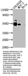 KRT20 Antibody