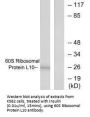 RPL10 Antibody