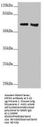 KRT6A Antibody