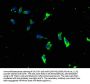 KSR1 Antibody