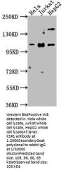 KSR1 Antibody