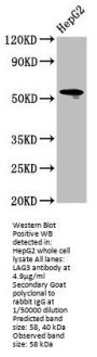 LAG3 Antibody