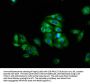LAG3 Antibody