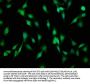 LAMA2 Antibody