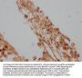 LAMB4 Antibody