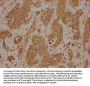 LAMB4 Antibody