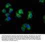 LAMB4 Antibody