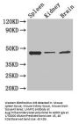 LAMP2 Antibody