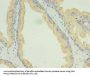 LAMP2 Antibody