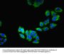 LAMP2 Antibody
