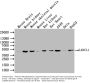 LANCL1 Antibody