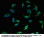 LANCL1 Antibody