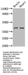 CERS1 Antibody