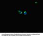 LATS1 Antibody