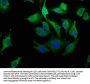 LAYN Antibody