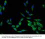 LCK Antibody