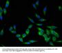 LCK Antibody