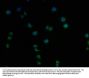 LCMT1 Antibody