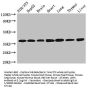 LDHC Antibody