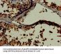 LDHC Antibody