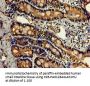 LDHC Antibody