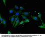 LDHC Antibody