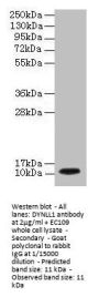 DYNLL1 Antibody