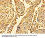 DYNLL1 Antibody