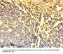 DYNLL1 Antibody