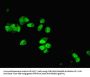 DYNLL1 Antibody