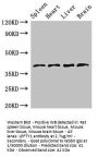 LEFTY1 Antibody