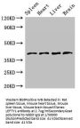 LEFTY1 Antibody