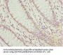 LEFTY2 Antibody