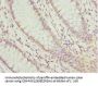 LEFTY2 Antibody