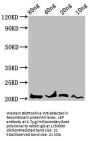 LEP Antibody