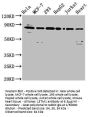 LETM1 Antibody