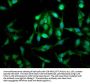 LETM1 Antibody
